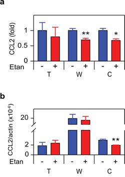 TNF is required for enzalutamide-induced CCL2 expression in human CRPC.