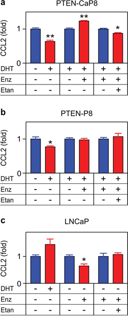 TNF is required for enzalutamide-induced CCL2 expression in a murine CRPC cell line.