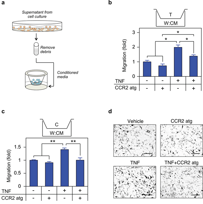 TNF induced CCL2 signaling is required for migration.