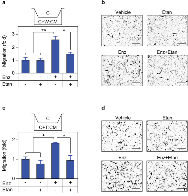 Secreted TNF is required for enzalutamide-induced migration.