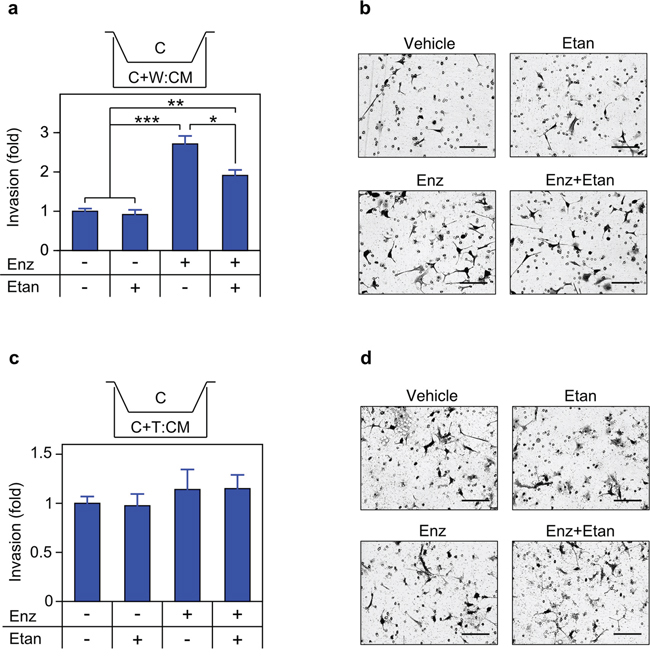 Secreted TNF is required for enzalutamide-induced invasion.