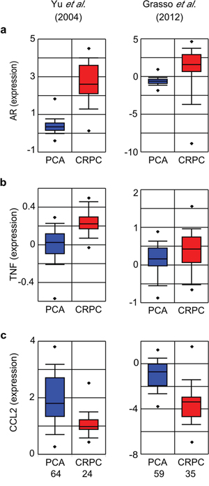 TNF, CCL2 and AR mRNA expression in metastatic CRPC.