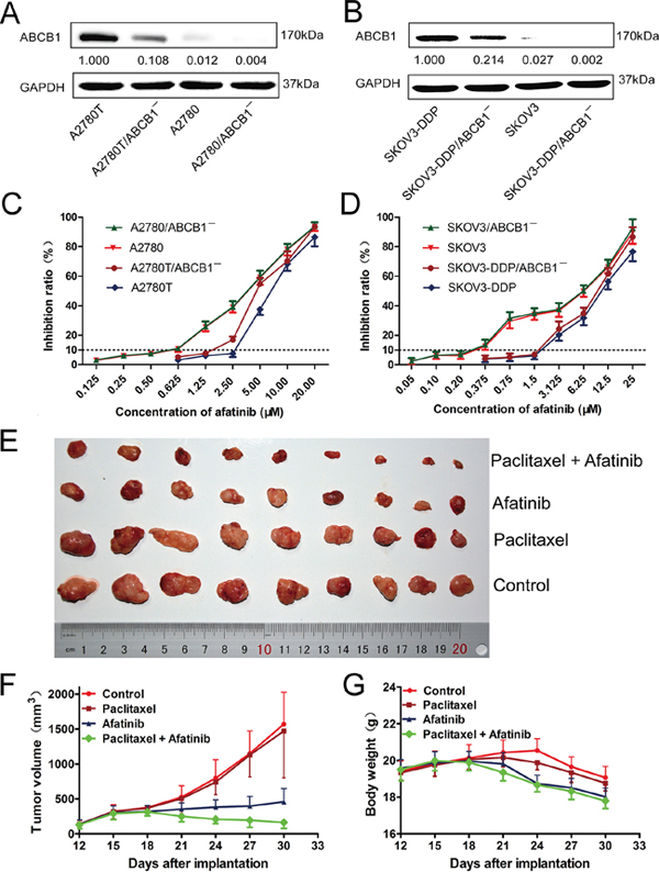 The cytotoxicity of afatinib in different kinds of human ovarian cancer cell lines in vitro and the reversal effect of afatinib on ABCB1-mediated MDR in vivo.