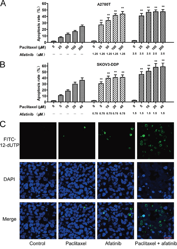 Afatinib enhanced the paclitaxel-induced apoptosis in vitro and in vivo.
