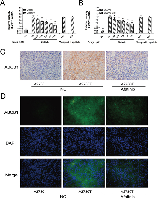 Afatinib attenuated the expression of ABCB1 in vitro and in vivo.