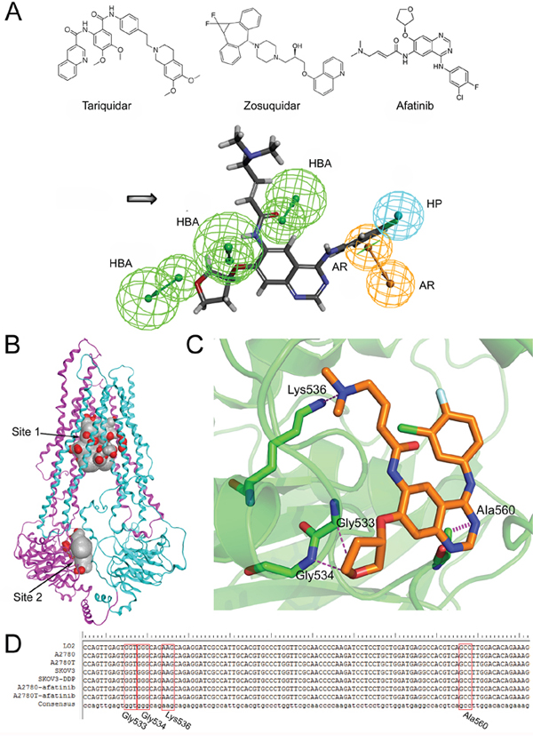 The structural basis of afatinib as an ABCB1 inhibitor and the possible binding mode between afatinib and ABCB1.