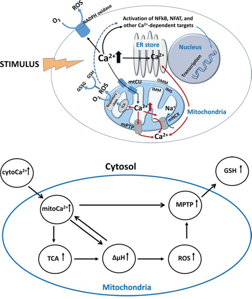 Ca2&#x002B;/metabolic coupling in a cell.