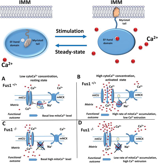 Hypothetic scheme of Fus1 functioning in mitochondria.