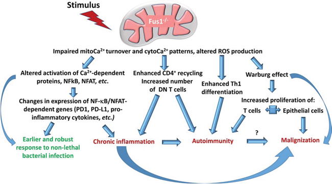 Role of Fus1 in the control of immune response and tumor growth.