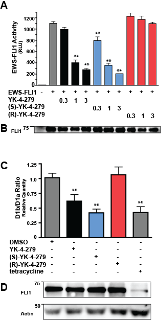 EWS-FLI1 activity is altered by (S)- but not (R)-enantiomer of YK-4-279.