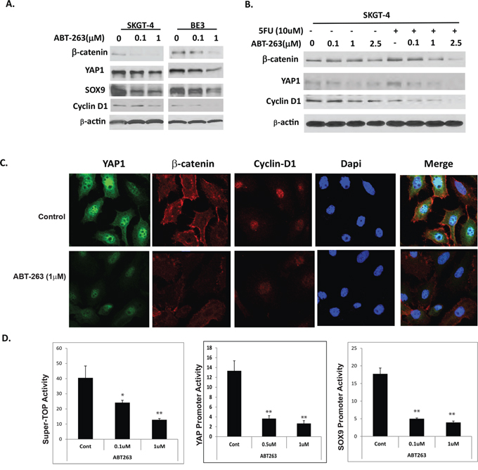 ABT-263 strongly inhibits expression and activation of Wnt/&#x03B2;-catenin and YAP1/SOX9 axes in EC cells.