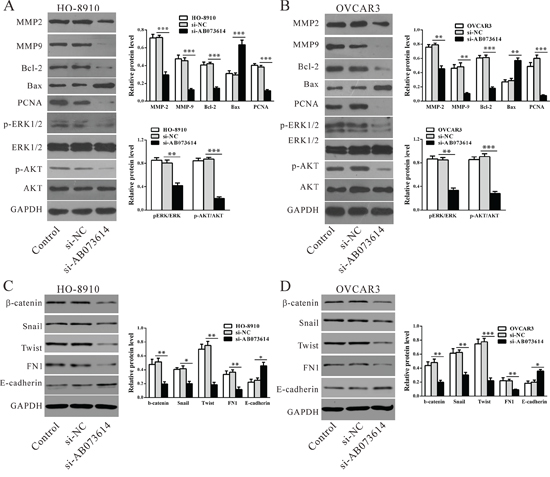 Mechanisms of LncRNA AB073614 exerts its function.