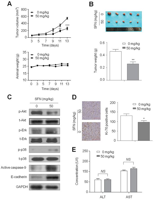 Inhibition of xenograft tumor growth by SFN.