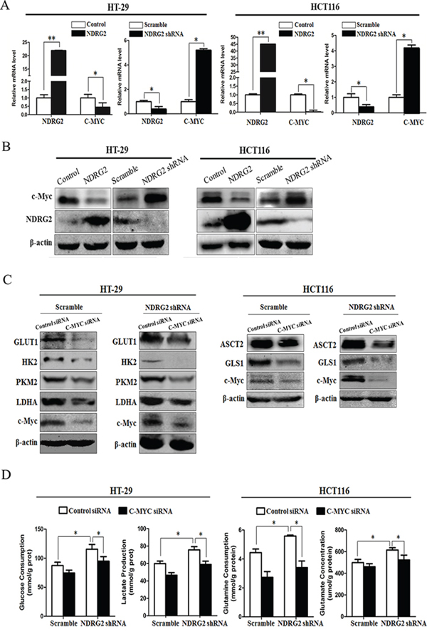 c-Myc mediates NDRG2 inhibition of glycolysis and glutaminolysis in colorectal cancer cells.