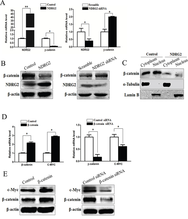 NDRG2 inhibits the expression of &#x03B2;-catenin.