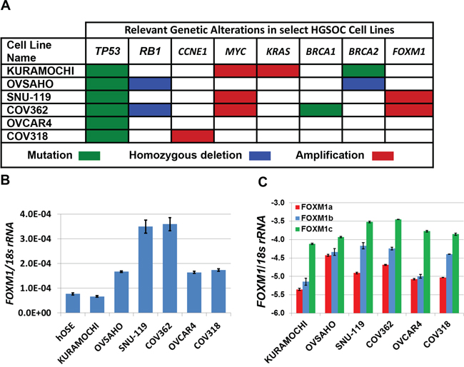 FOXM1 expression in HGSOC cell lines.