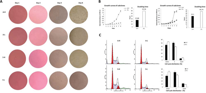 Distinct proliferative activities of A-H/A-L and S-H/S-L.