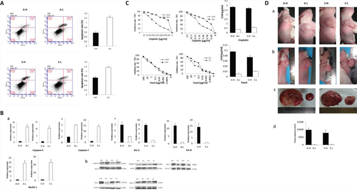 Heterogeneous biological activities of A-H/A-L and S-H/S-L.