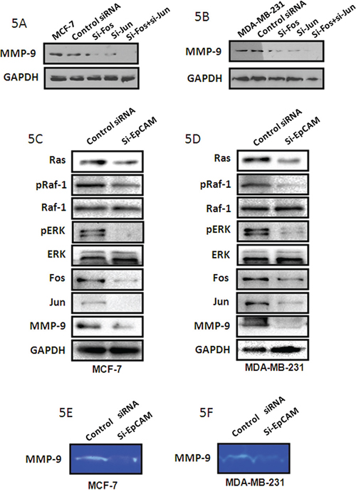 si-EpCAM inhibited cell growth and invasion via the Ras/Raf/ERK pathway and MMP-9.