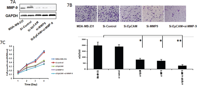 Si-EpCAM inhibited breast cancer cell growth and invasion through regulation of MMP-9.