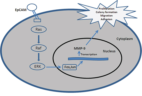 A hypothetical schematic of the contribution of EpCAM to breast cancer cells via the Ras/Raf/ERK signaling pathway.