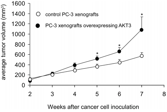 Overexpression of AKT3 stimulated tumor growth of PC3 xenografts in nude mice.