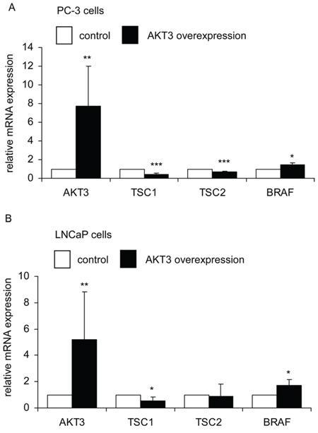 AKT3 gene overexpression affected expression of TSC1, TSC2, and BRAF genes in PC-3 and LNCaP PCa cells.