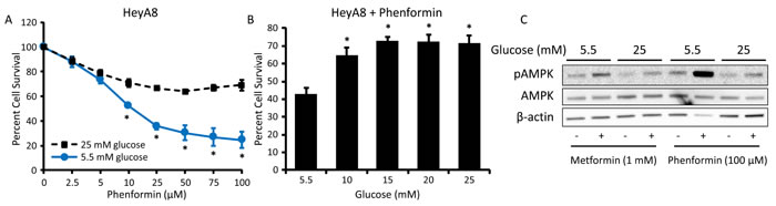 Hyperglycemia inhibits the effects of phenformin on cell viability and AMPK activation.