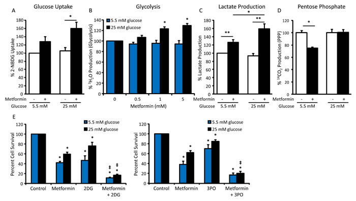 Increased glycolytic flux impairs metformin sensitivity in hyperglycemic conditions.