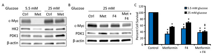 c-Myc inhibition restores metformin sensitivity in hyperglycemic conditions.