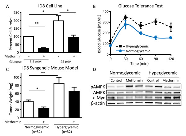 Hyperglycemia inhibits the cytotoxic effect of metformin