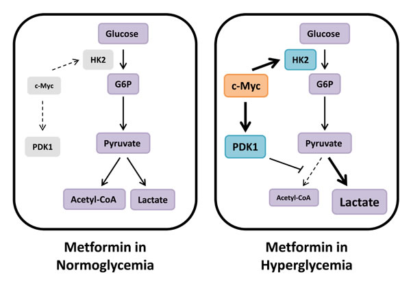 Metabolic compensation in hyperglycemia reduces metformin sensitivity.