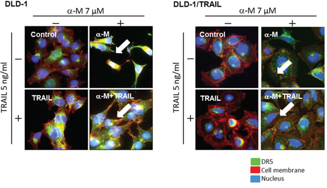 &#x03B1;-Mangostin effectively induced DR5 oligomerization at the cell surface membrane.