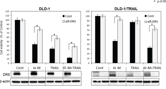 Gene silencing of DR5 suppressed growth inhibition induced by combined treatment with &#x03B1;-mangostin and rTRAIL.