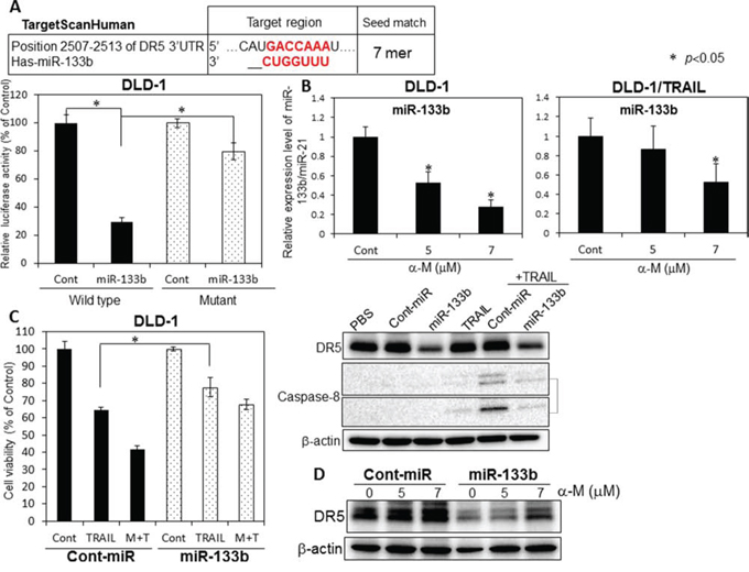 &#x03B1;-Mangostin cased a decrease in the expression level of miR-133b, which targets DR5.