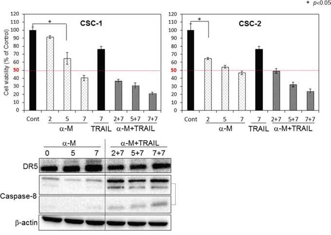 &#x03B1;-Mangostin and rTRAIL induced significant growth suppression of CSC-1 and -2 cells by up-regulating expression of DR5.