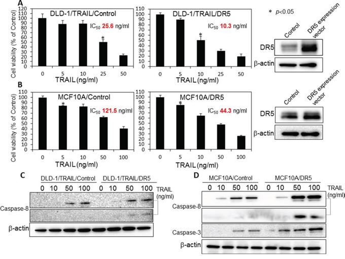 Overexpression of DR5 induced TRAIL sensitivity in TRAIL-resistant DLD-1/TRAIL and MCF10A cells.