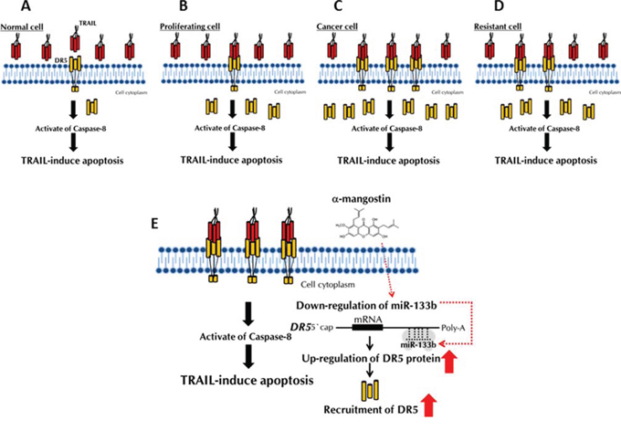 Schematic diagram of the TRAIL-resistance mechanism and machinery involved in the TRAIL-induced apoptosis by &#x03B1;-mangostin.