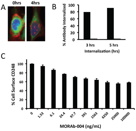 Internalization of MORAb-004 and CD248 on human pericytes.