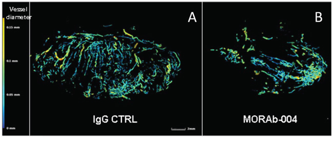 Microfill perfusion and x-ray micro-CT angiography.