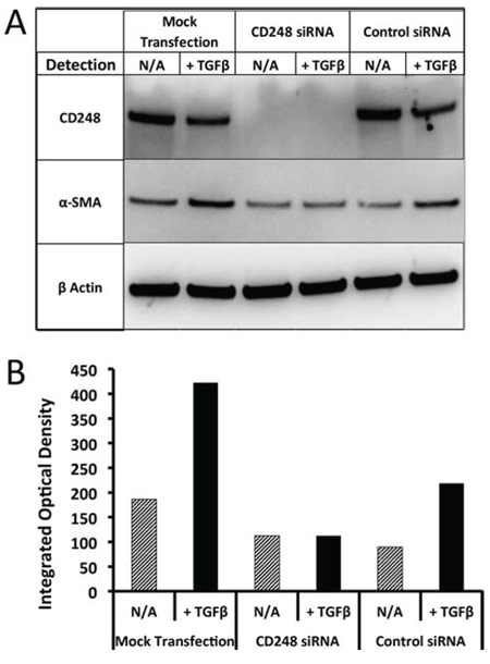 Induction of &#x03B1;-SMA in human pericytes and suppression effects of targeting CD248.