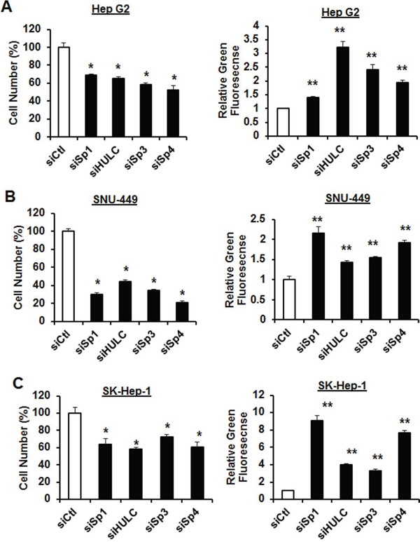 Knockdown of Sp1 and HULC decrease HCC cell proliferation and induce apoptosis.