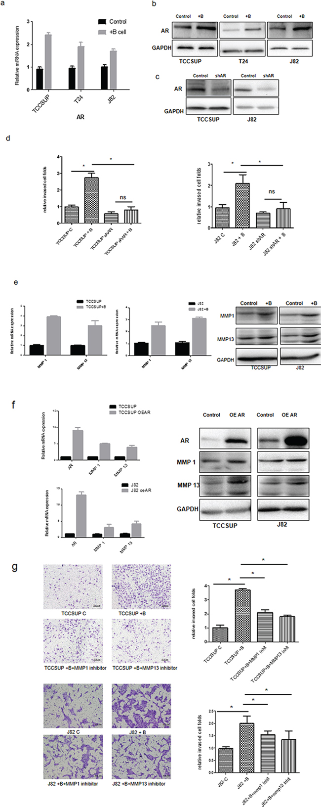 B cells could promote BCa cell invasion via up-regulation of AR/MMP1/MMP13 signaling.