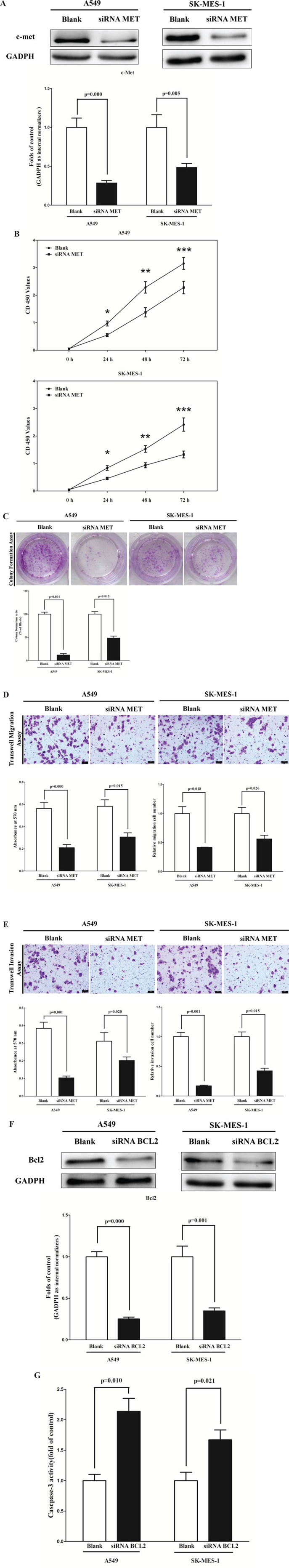 Silence of MET and BCL2 expression inhibits lung cancer cell growth, migration, invasion and apoptosis.