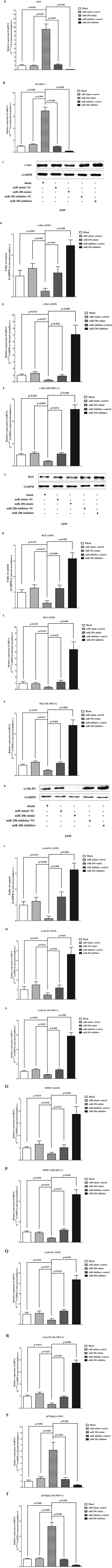 Ectopic expression of miR-206 inhibits c-Met, Bcl2, cyclin D1, cyclin D2 and MMP-9, and inhibits p57 expression in A549 and SK-MES-1 cells.