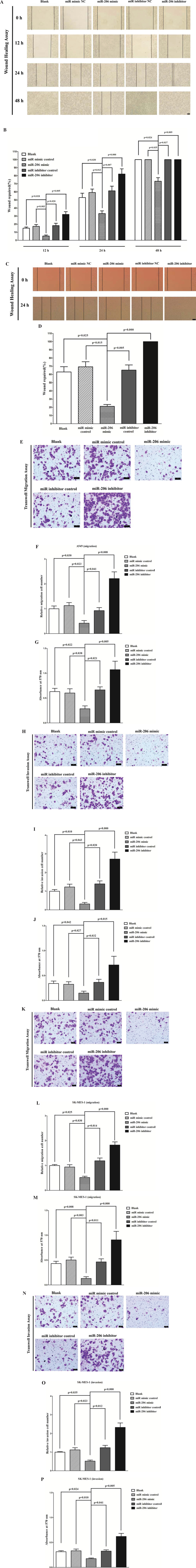 Ectopic expression of miR-206 in A549 and SK-MES-1 cells reduces cell migration and invasion motility.