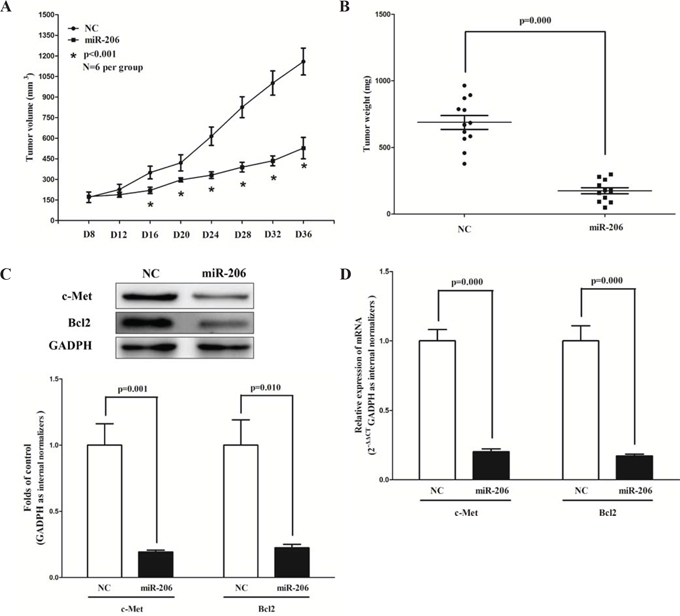 Ectopic expression of miR-206 suppresses tumor growth in vivo.