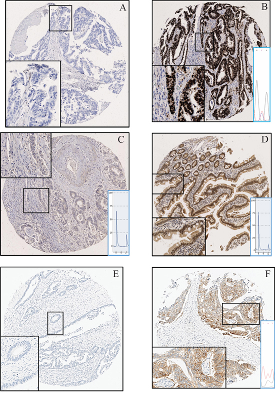 Immunohistochemistry.