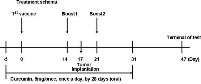 Schematic representation of the treatment schedule and dosages in mice.