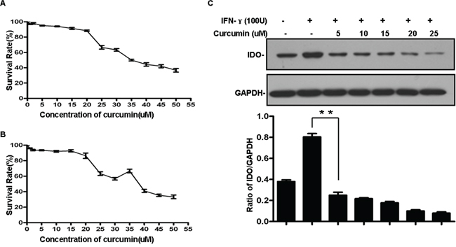 A, B. Cytotoxicity of curcumin in B16 cells.
